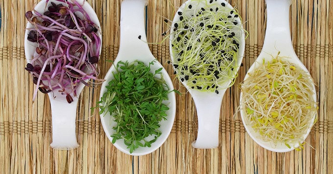 i146406-graines-germees